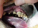 Ukzka zubnho kamene u psa